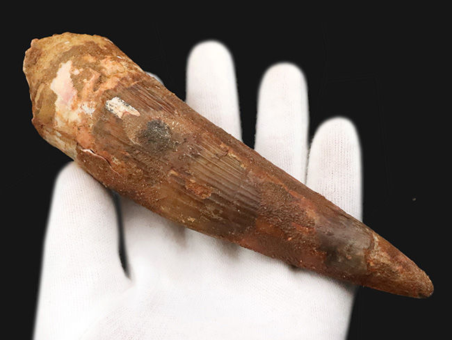 これは怪物だ！なんと直線計測で16センチ超！歴代最大クラス標本に勝るとも劣らない、最大級の迫力を誇る XXLサイズのスピノサウルス（Spinosaurus）の歯化石（その3）