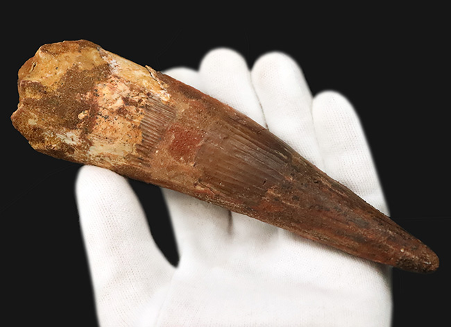 これは怪物だ！なんと直線計測で16センチ超！歴代最大クラス標本に勝るとも劣らない、最大級の迫力を誇る XXLサイズのスピノサウルス（Spinosaurus）の歯化石（その4）