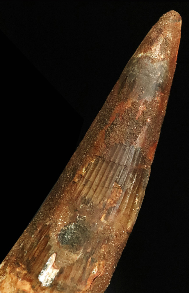 これは怪物だ！なんと直線計測で16センチ超！歴代最大クラス標本に勝るとも劣らない、最大級の迫力を誇る XXLサイズのスピノサウルス（Spinosaurus）の歯化石（その5）