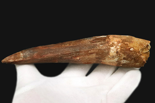 これは怪物だ！なんと直線計測で16センチ超！歴代最大クラス標本に勝るとも劣らない、最大級の迫力を誇る XXLサイズのスピノサウルス（Spinosaurus）の歯化石（その6）