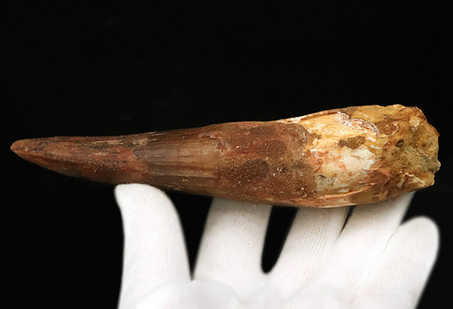 これは怪物だ！なんと直線計測で16センチ超！歴代最大クラス標本に勝るとも劣らない、最大級の迫力を誇る XXLサイズのスピノサウルス（Spinosaurus）の歯化石（その7）