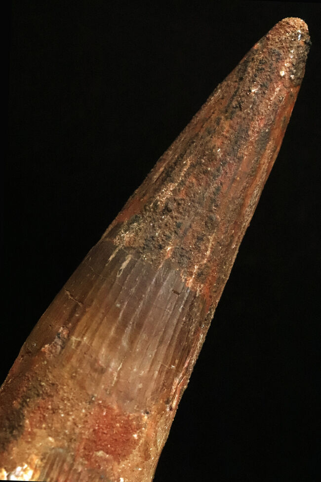 これは怪物だ！なんと直線計測で16センチ超！歴代最大クラス標本に勝るとも劣らない、最大級の迫力を誇る XXLサイズのスピノサウルス（Spinosaurus）の歯化石（その8）