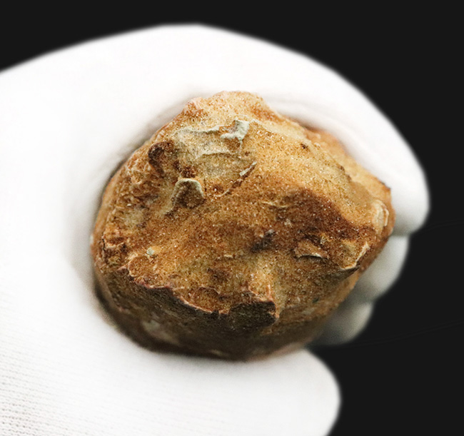 これは怪物だ！なんと直線計測で16センチ超！歴代最大クラス標本に勝るとも劣らない、最大級の迫力を誇る XXLサイズのスピノサウルス（Spinosaurus）の歯化石（その9）