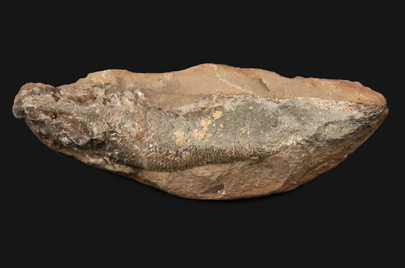 【ペシャンコじゃない立体古代魚】1億1000万年前の厚みがそのまま残った、絶滅古代魚ラコレピス（Rhacolepis）の化石（その1）