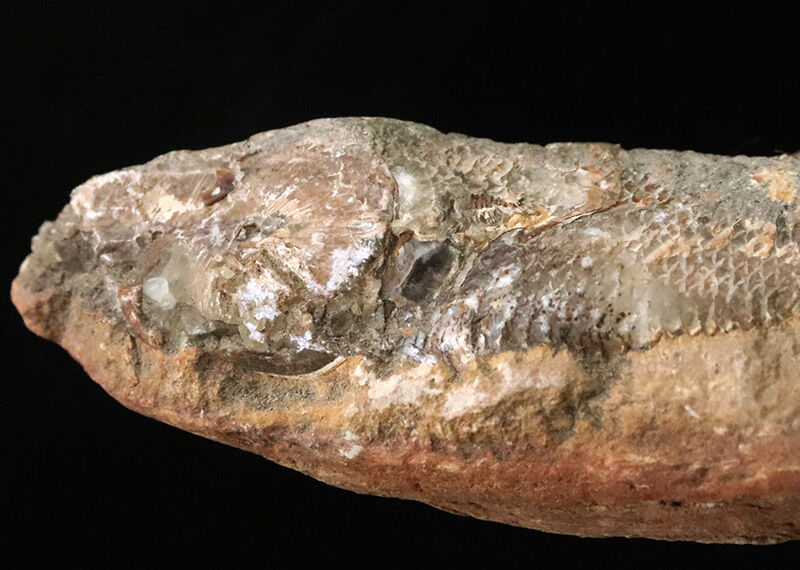 【ペシャンコじゃない立体古代魚】1億1000万年前の厚みがそのまま残った、絶滅古代魚ラコレピス（Rhacolepis）の化石（その2）