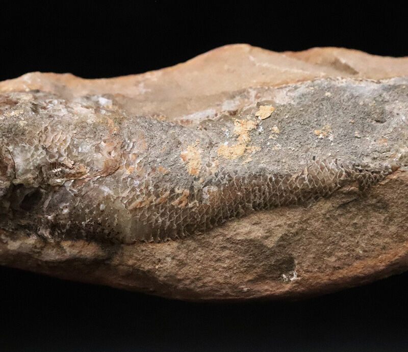 【ペシャンコじゃない立体古代魚】1億1000万年前の厚みがそのまま残った、絶滅古代魚ラコレピス（Rhacolepis）の化石（その3）