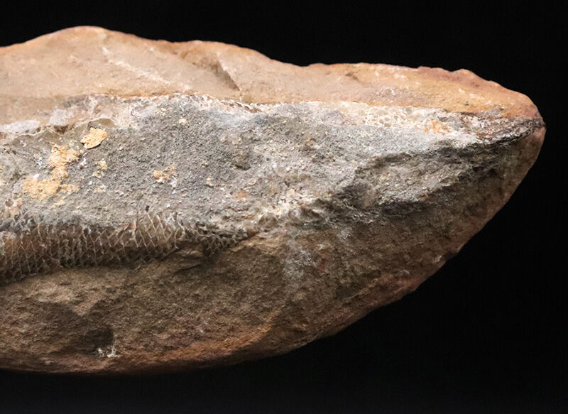【ペシャンコじゃない立体古代魚】1億1000万年前の厚みがそのまま残った、絶滅古代魚ラコレピス（Rhacolepis）の化石（その4）