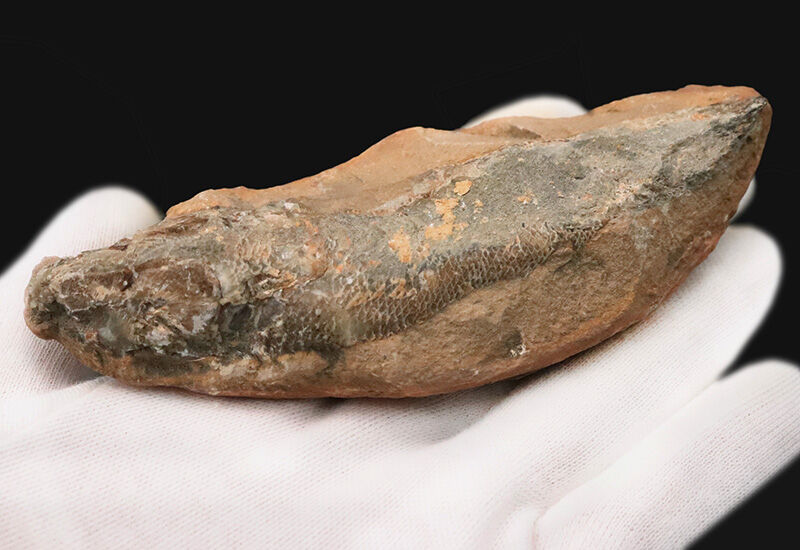 【ペシャンコじゃない立体古代魚】1億1000万年前の厚みがそのまま残った、絶滅古代魚ラコレピス（Rhacolepis）の化石（その5）