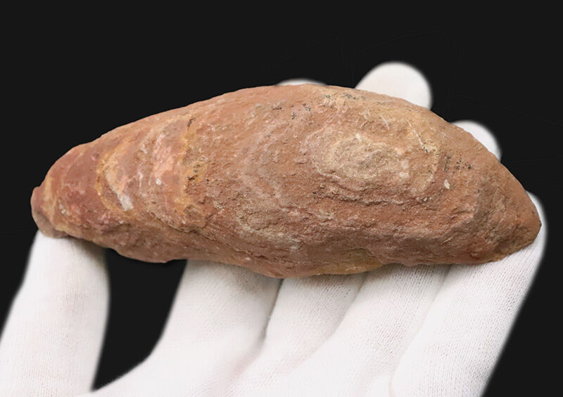 【ペシャンコじゃない立体古代魚】1億1000万年前の厚みがそのまま残った、絶滅古代魚ラコレピス（Rhacolepis）の化石（その6）