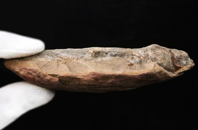【ペシャンコじゃない立体古代魚】1億1000万年前の厚みがそのまま残った、絶滅古代魚ラコレピス（Rhacolepis）の化石（その7）