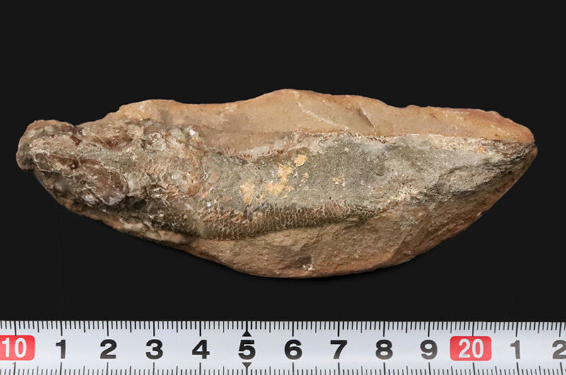 【ペシャンコじゃない立体古代魚】1億1000万年前の厚みがそのまま残った、絶滅古代魚ラコレピス（Rhacolepis）の化石（その8）