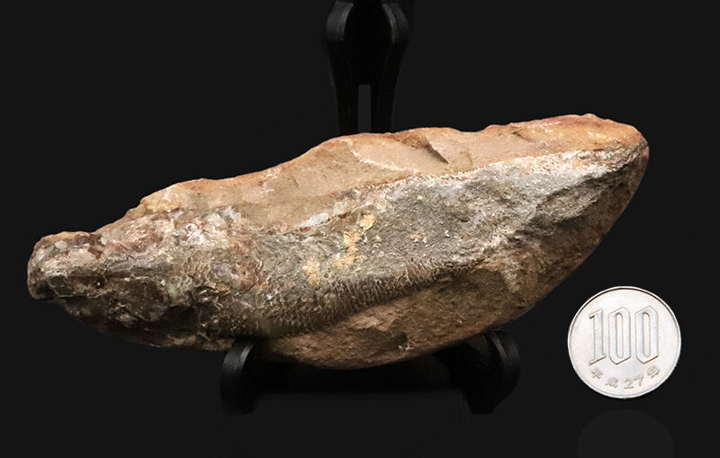 【ペシャンコじゃない立体古代魚】1億1000万年前の厚みがそのまま残った、絶滅古代魚ラコレピス（Rhacolepis）の化石（その9）