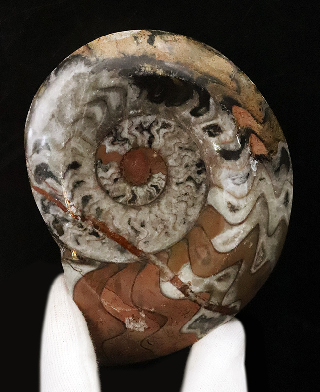 明るいブラウンを中心に、鮮やかな色彩が映えるカラフルなゴニアタイト（Goniatite）の化石（その1）
