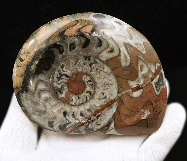 明るいブラウンを中心に、鮮やかな色彩が映えるカラフルなゴニアタイト（Goniatite）の化石（その3）