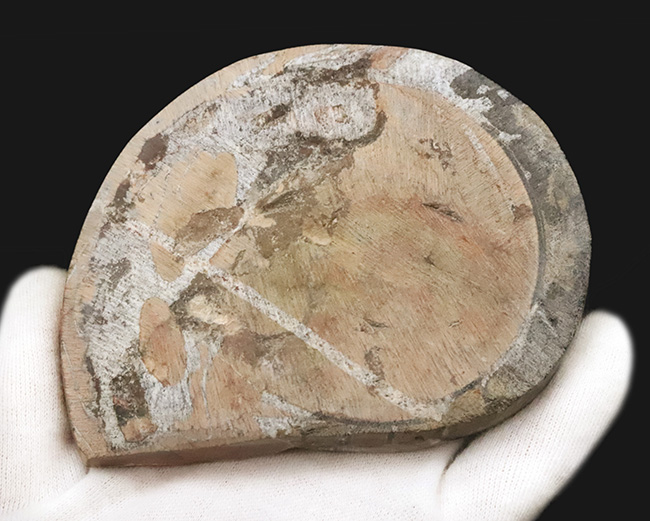 明るいブラウンを中心に、鮮やかな色彩が映えるカラフルなゴニアタイト（Goniatite）の化石（その4）