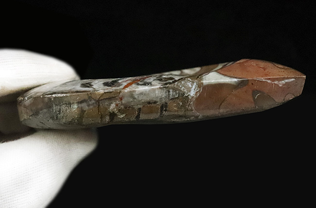 明るいブラウンを中心に、鮮やかな色彩が映えるカラフルなゴニアタイト（Goniatite）の化石（その5）