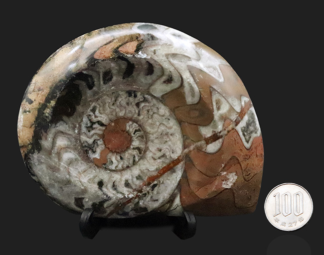 明るいブラウンを中心に、鮮やかな色彩が映えるカラフルなゴニアタイト（Goniatite）の化石（その7）