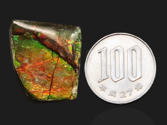 ミクロな遊色層が生み出す極彩色の世界……カナダ・アルバータ州の公式の宝石、アンモライト（Ammolite）のピース（その8）
