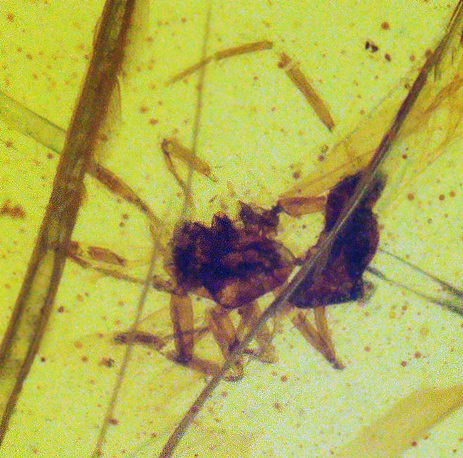 クモを内包したバーマイト（Burmite）琥珀 化石 販売