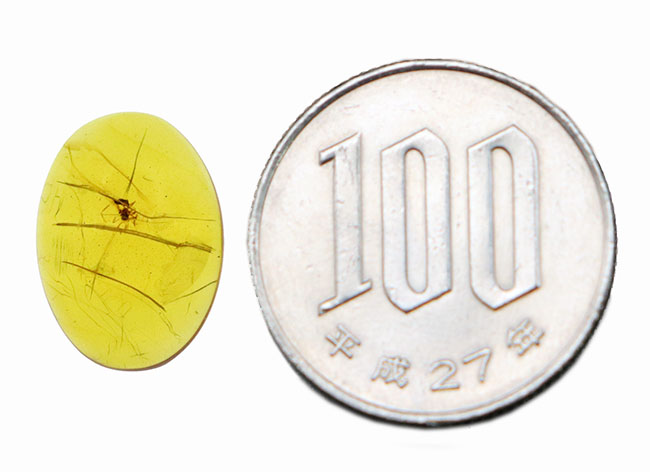 専用　本琥珀　古代クモ入　47g 東Y7-1001☆2F 専用 本琥珀 古代クモ入 47g 東Y7-1001☆2F 東Y7-1001☆