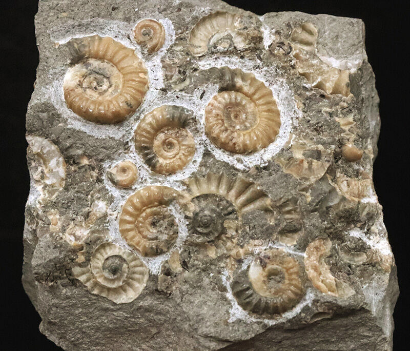ジュラ紀の聖地ドーセット産の名品、プロミクロセラス（Promicroceras）の群集標本（その1）