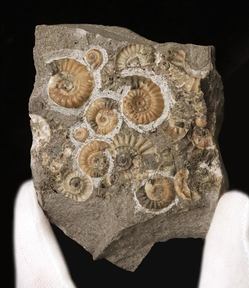 ジュラ紀の聖地ドーセット産の名品、プロミクロセラス（Promicroceras）の群集標本（その2）