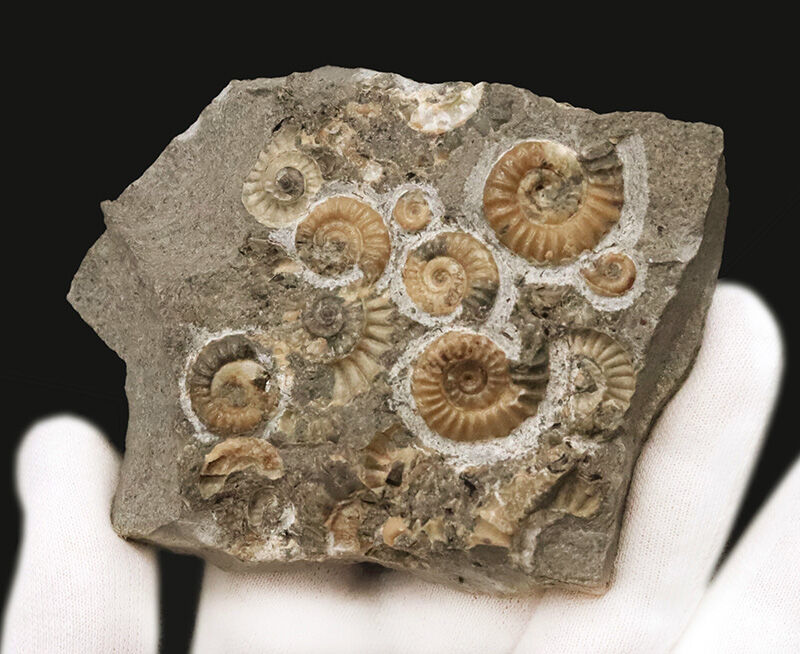 ジュラ紀の聖地ドーセット産の名品、プロミクロセラス（Promicroceras）の群集標本（その4）