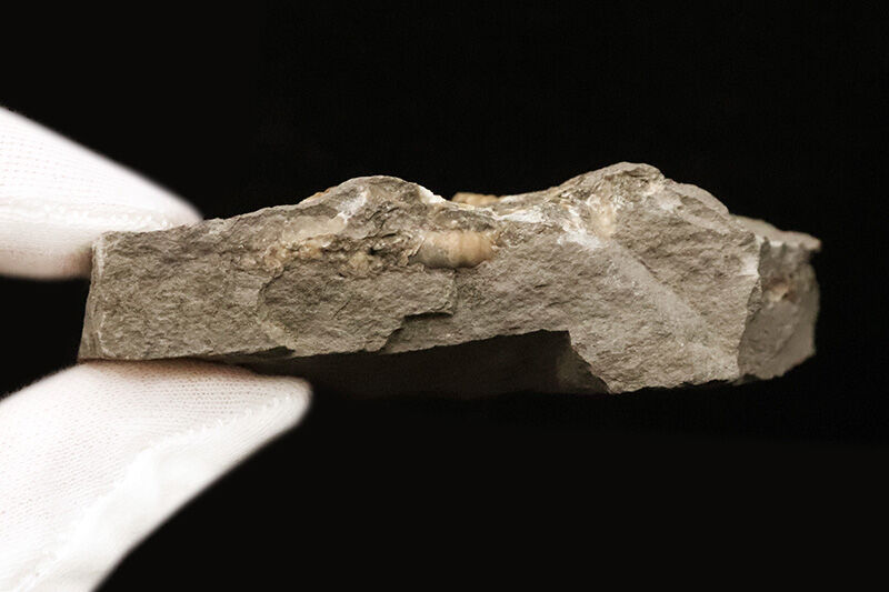 ジュラ紀の聖地ドーセット産の名品、プロミクロセラス（Promicroceras）の群集標本（その8）
