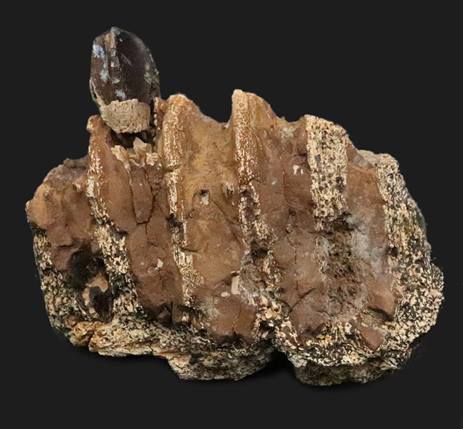 一期一会のレアもの……デンタルバッテリーを体現、同一現場から発見された、米国ヘルクリーク累層トリケラトプス（Triceratops horridus）の顎骨付き歯化石（その1）