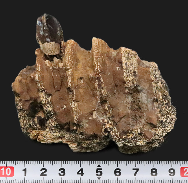 一期一会のレアもの……デンタルバッテリーを体現、同一現場から発見された、米国ヘルクリーク累層トリケラトプス（Triceratops horridus）の顎骨付き歯化石（その10）