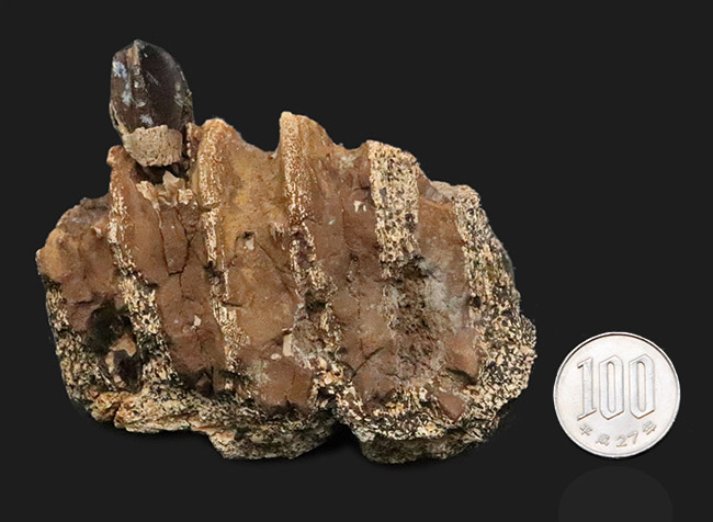 一期一会のレアもの……デンタルバッテリーを体現、同一現場から発見された、米国ヘルクリーク累層トリケラトプス（Triceratops horridus）の顎骨付き歯化石（その11）