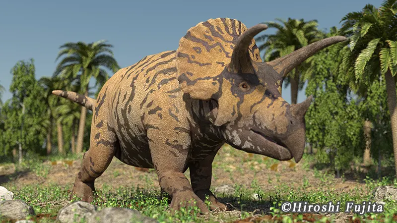 一期一会のレアもの……デンタルバッテリーを体現、同一現場から発見された、米国ヘルクリーク累層トリケラトプス（Triceratops horridus）の顎骨付き歯化石（その12）