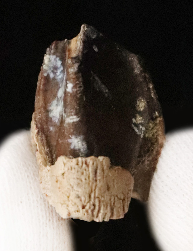 一期一会のレアもの……デンタルバッテリーを体現、同一現場から発見された、米国ヘルクリーク累層トリケラトプス（Triceratops horridus）の顎骨付き歯化石（その2）