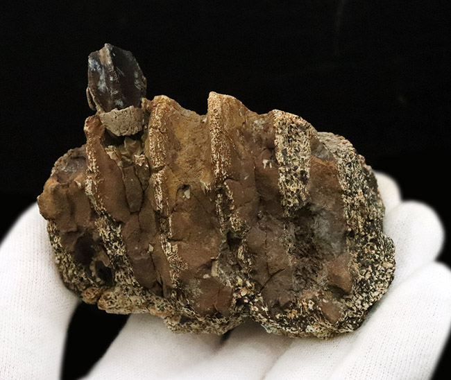 一期一会のレアもの……デンタルバッテリーを体現、同一現場から発見された、米国ヘルクリーク累層トリケラトプス（Triceratops horridus）の顎骨付き歯化石（その3）