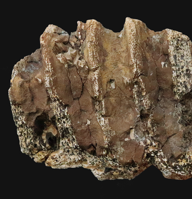 一期一会のレアもの……デンタルバッテリーを体現、同一現場から発見された、米国ヘルクリーク累層トリケラトプス（Triceratops horridus）の顎骨付き歯化石（その4）