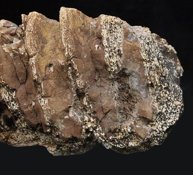 一期一会のレアもの……デンタルバッテリーを体現、同一現場から発見された、米国ヘルクリーク累層トリケラトプス（Triceratops horridus）の顎骨付き歯化石（その5）