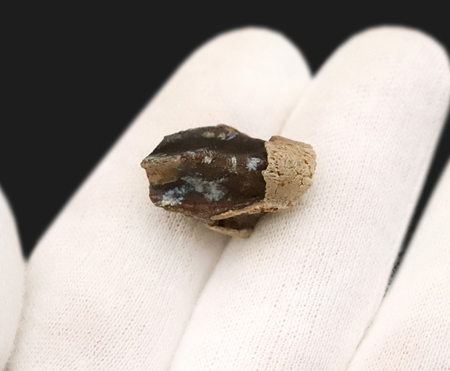 一期一会のレアもの……デンタルバッテリーを体現、同一現場から発見された、米国ヘルクリーク累層トリケラトプス（Triceratops horridus）の顎骨付き歯化石（その6）