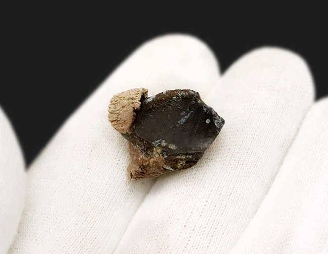 一期一会のレアもの……デンタルバッテリーを体現、同一現場から発見された、米国ヘルクリーク累層トリケラトプス（Triceratops horridus）の顎骨付き歯化石（その7）