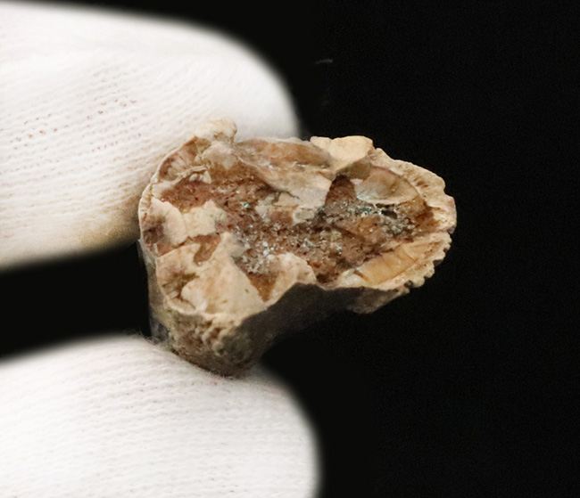 一期一会のレアもの……デンタルバッテリーを体現、同一現場から発見された、米国ヘルクリーク累層トリケラトプス（Triceratops horridus）の顎骨付き歯化石（その8）