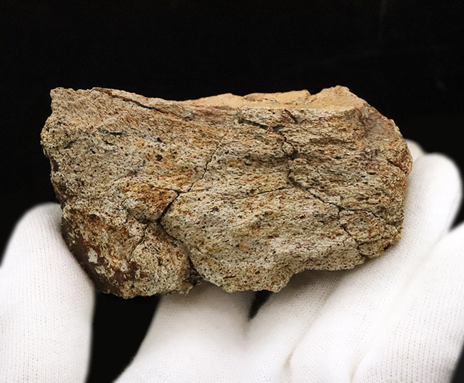 一期一会のレアもの……デンタルバッテリーを体現、同一現場から発見された、米国ヘルクリーク累層トリケラトプス（Triceratops horridus）の顎骨付き歯化石（その9）