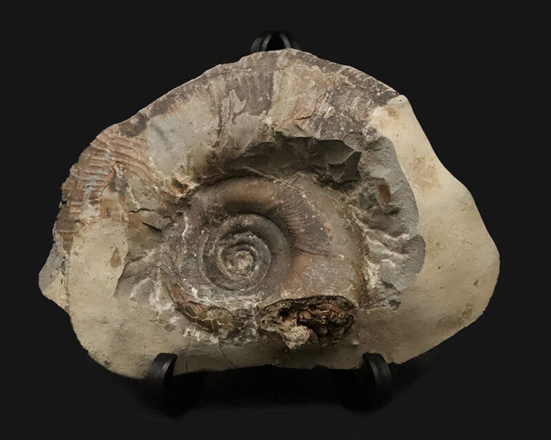 絹糸のような繊細な条線が残る、良質アンモナイト……ゴードリセラス・テヌイリラタム（Gaudryceras tenuiliratum）の化石（その1）