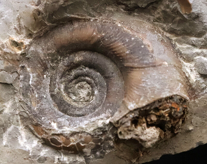 絹糸のような繊細な条線が残る、良質アンモナイト……ゴードリセラス・テヌイリラタム（Gaudryceras tenuiliratum）の化石（その2）