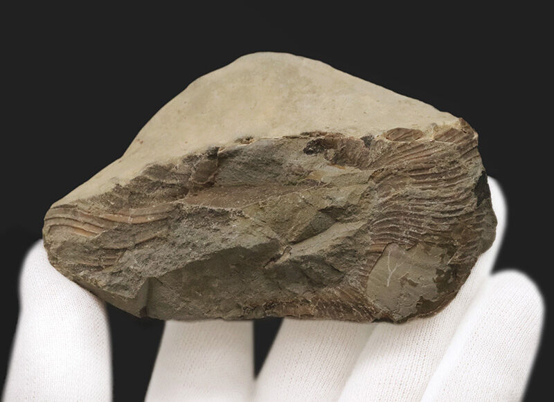 絹糸のような繊細な条線が残る、良質アンモナイト……ゴードリセラス・テヌイリラタム（Gaudryceras tenuiliratum）の化石（その4）