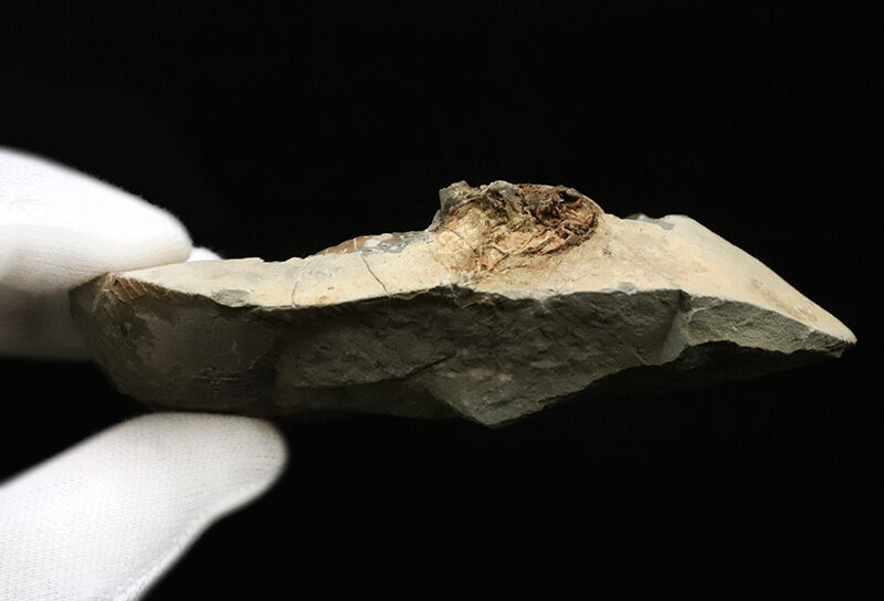 絹糸のような繊細な条線が残る、良質アンモナイト……ゴードリセラス・テヌイリラタム（Gaudryceras tenuiliratum）の化石（その5）