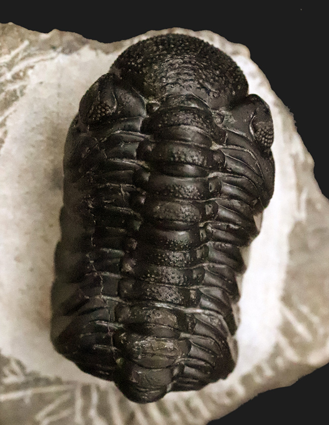 モロッコ産高品位三葉虫シリーズ！「完璧」な保存状態を誇る、ペディノパリオプス（Pedinopariops）（その1）
