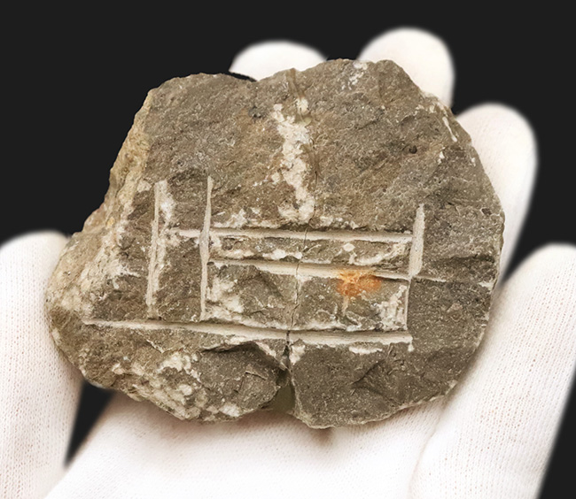 モロッコ産高品位三葉虫シリーズ！「完璧」な保存状態を誇る、ペディノパリオプス（Pedinopariops）（その10）