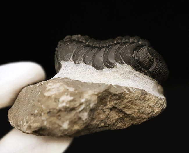 モロッコ産高品位三葉虫シリーズ！「完璧」な保存状態を誇る、ペディノパリオプス（Pedinopariops）（その11）