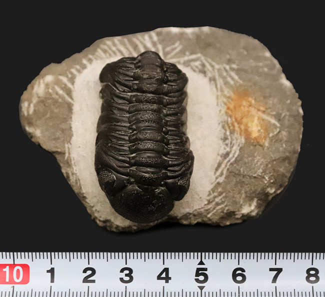 モロッコ産高品位三葉虫シリーズ！「完璧」な保存状態を誇る、ペディノパリオプス（Pedinopariops）（その12）