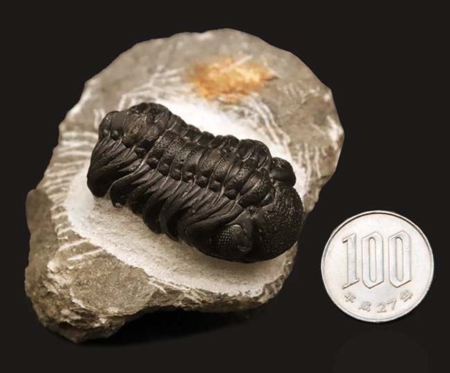 モロッコ産高品位三葉虫シリーズ！「完璧」な保存状態を誇る、ペディノパリオプス（Pedinopariops）（その13）