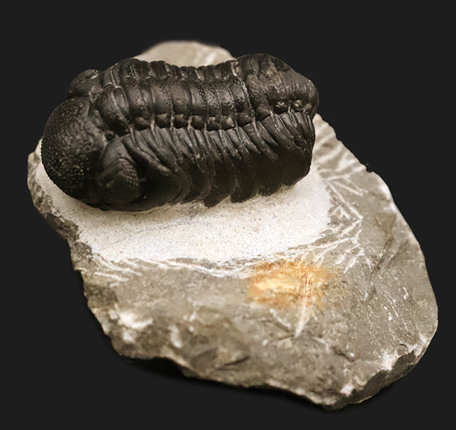 モロッコ産高品位三葉虫シリーズ！「完璧」な保存状態を誇る、ペディノパリオプス（Pedinopariops）（その2）